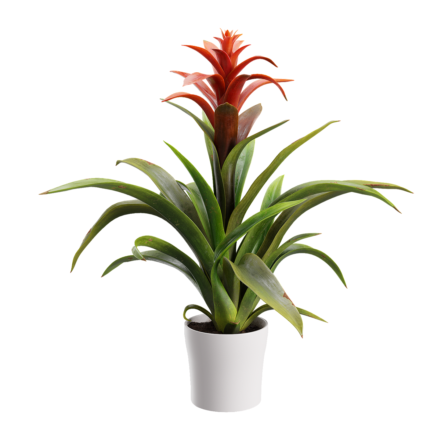 Plant Bromeliad