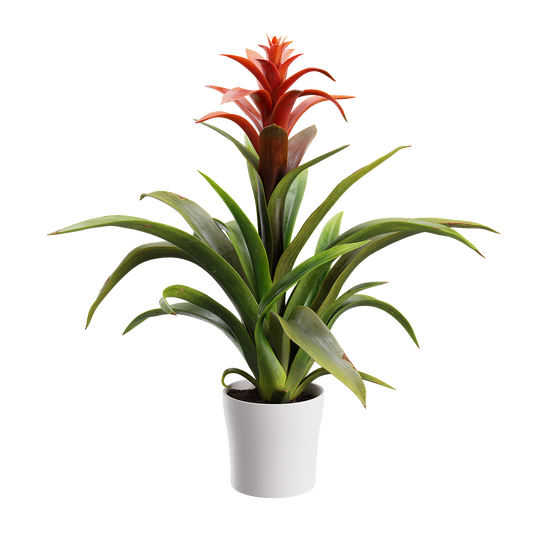 Plant Bromeliad