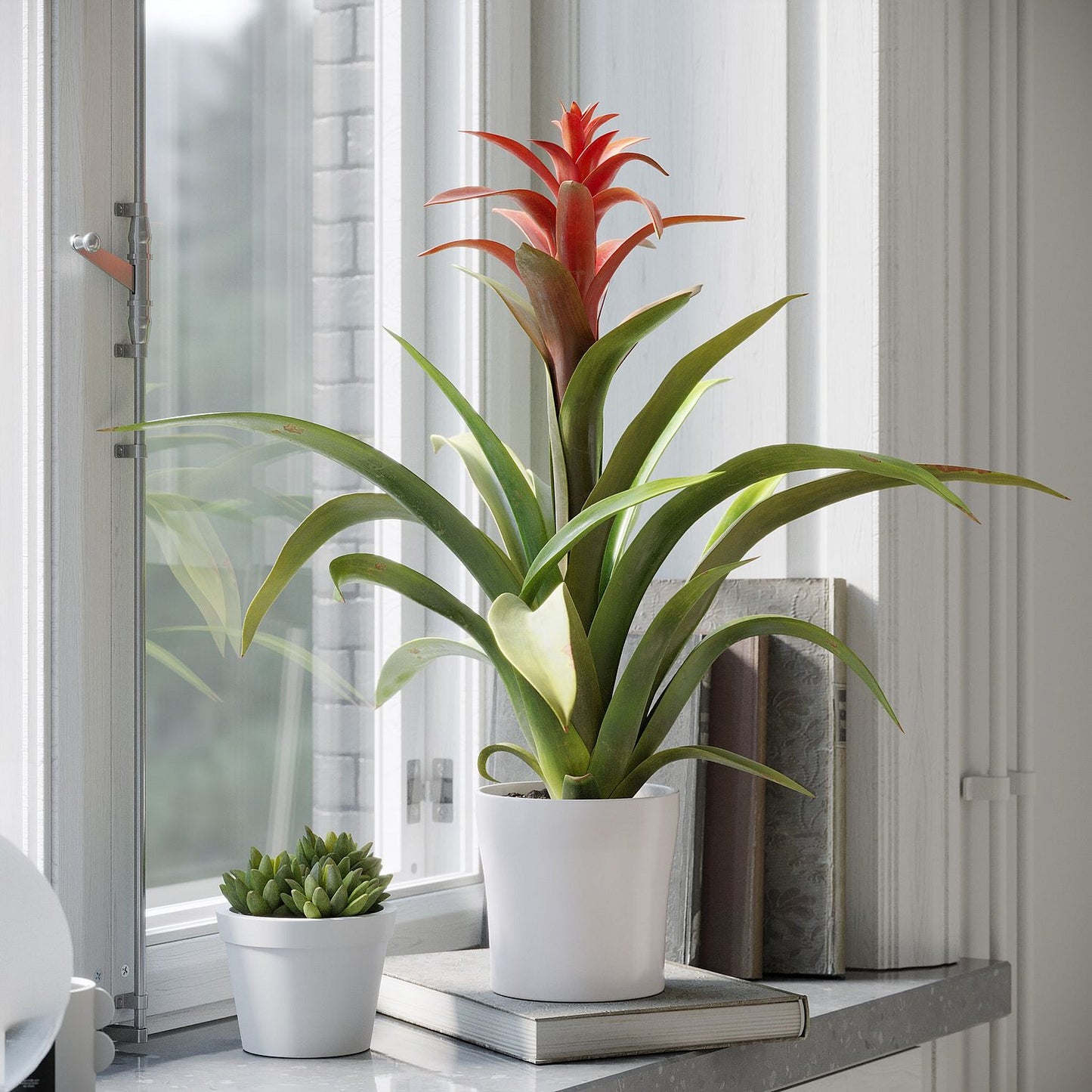 Plant Bromeliad