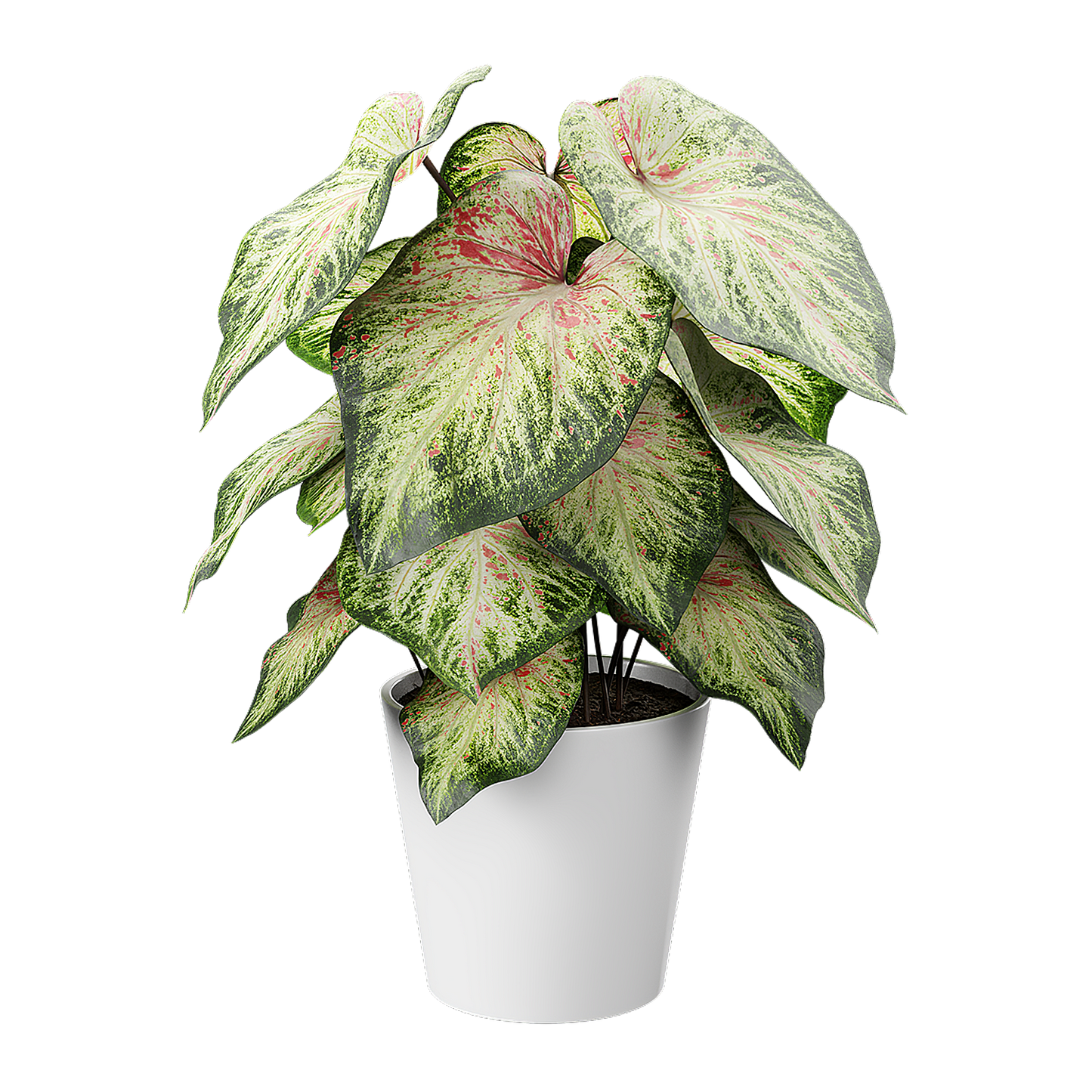 Plant Caladium