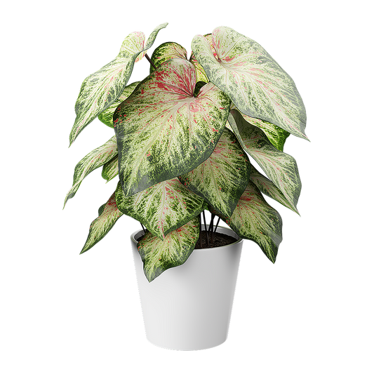 Plant Caladium