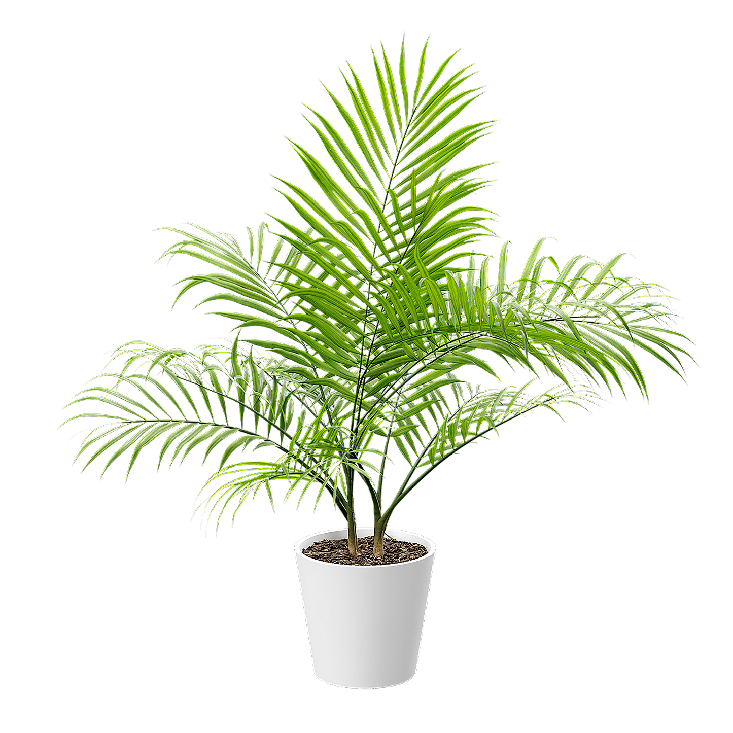 Plant Palm