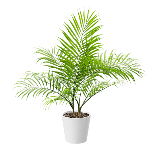 Plant Palm