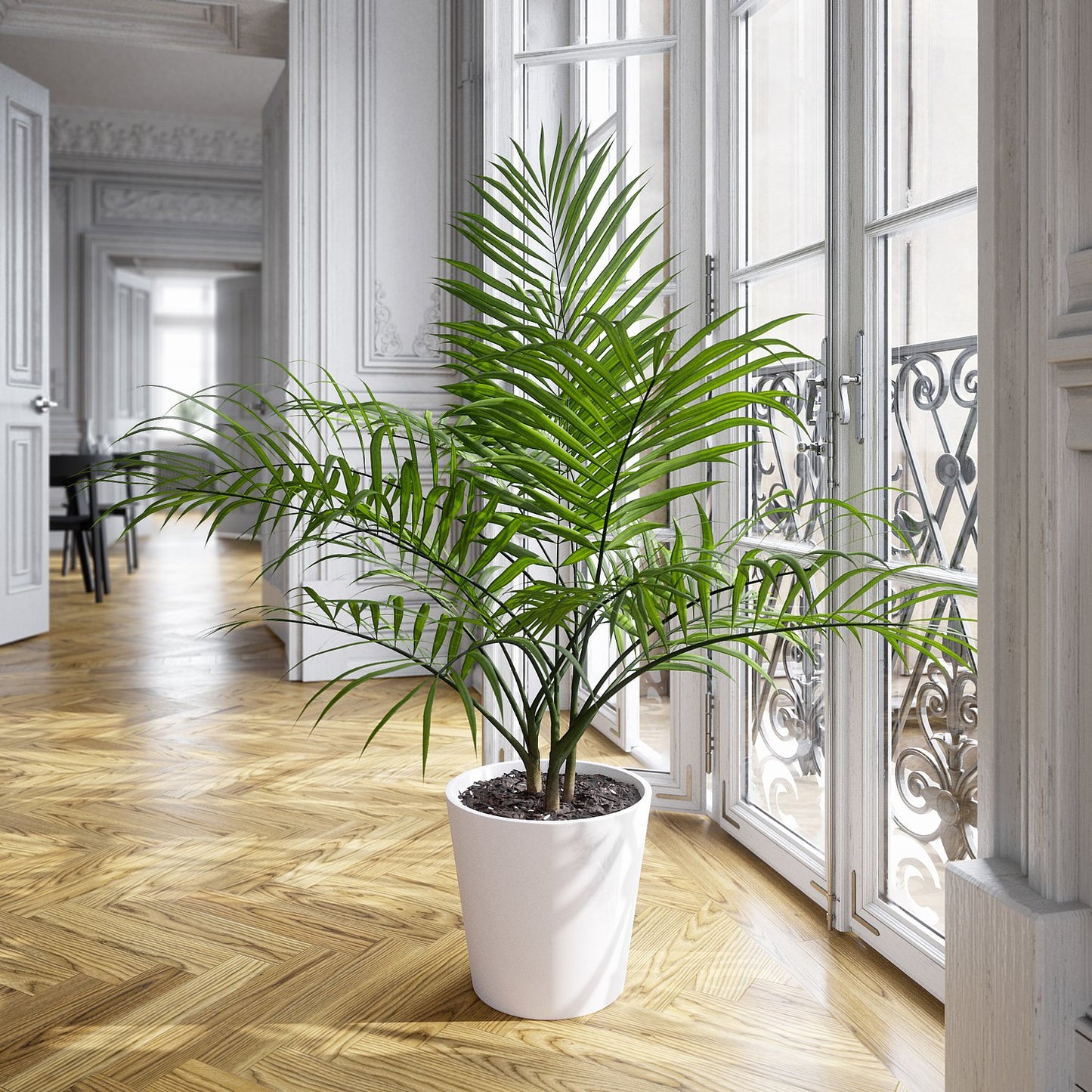 Plant Palm