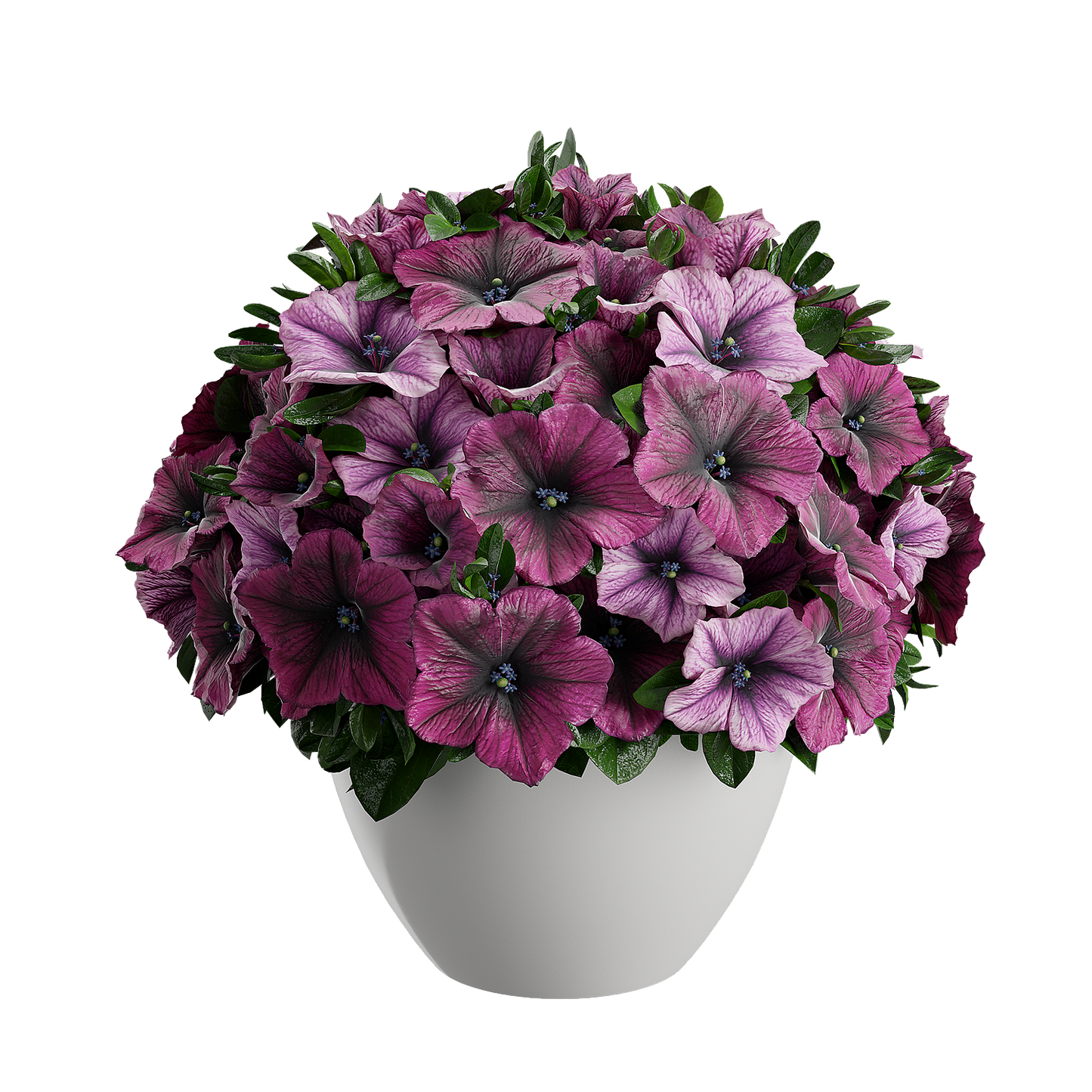 Plant Petunia