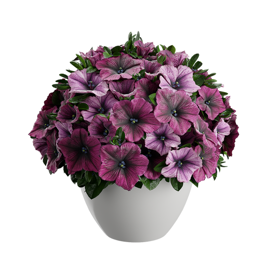 Plant Petunia