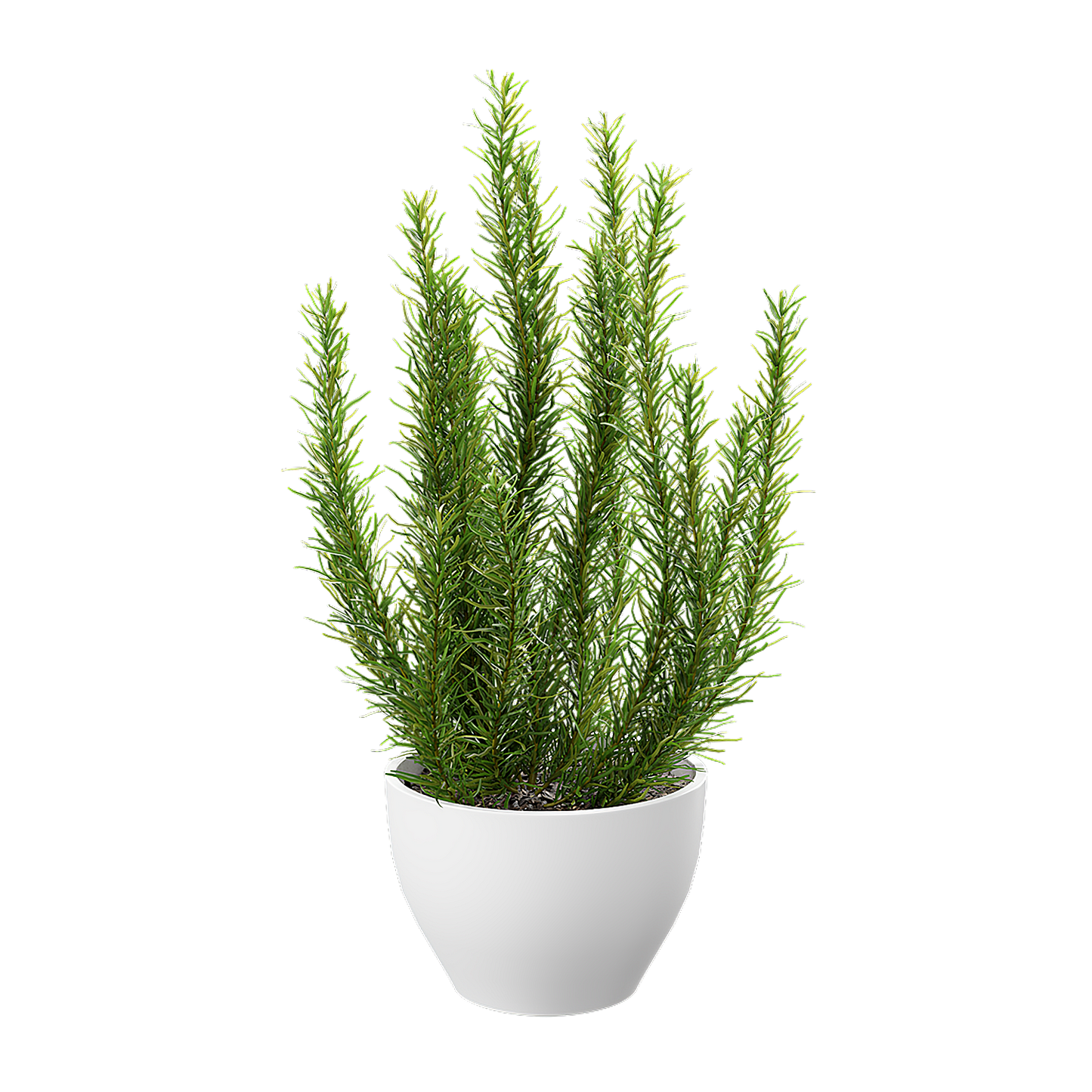 Plant Rosemary