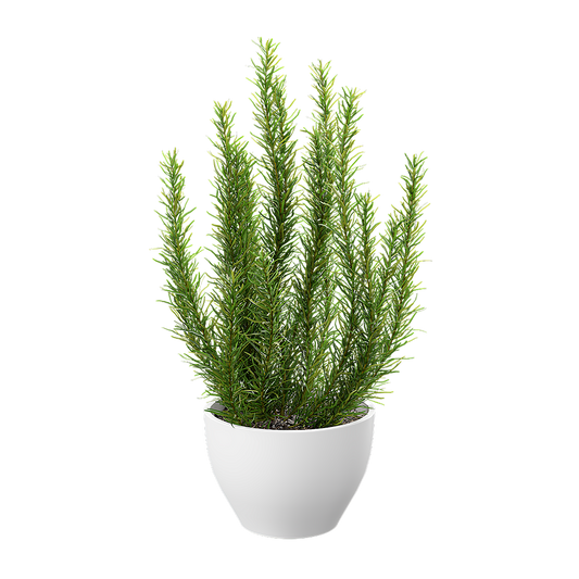 Plant Rosemary